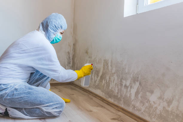 Licensed Mold Testing service in Hardyville, VA - WQB Mold Removal
