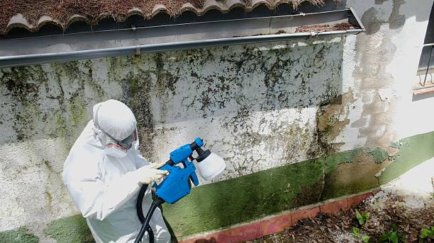 Top rated local Mold Testing specialists in Hardyville, VA